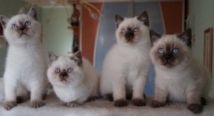 Черный-пойнт окрасы британских кошек: фото, стандарт породы. Черный-пойнт британские кошки, коты, котята: фото. Британцы Черный-пойнт: стандарт окраса (британцы черный пойнт, черный поинт: британские котята, коты, кошки)  